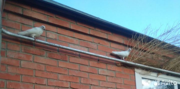 Породистые голуби