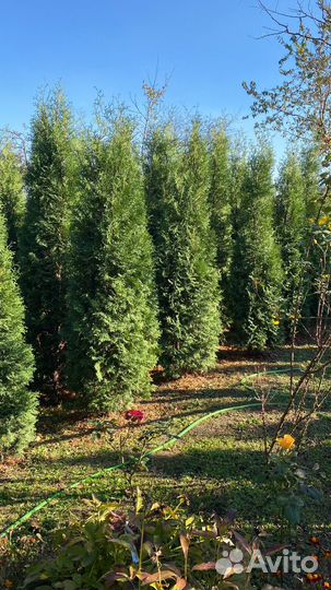 Туи колумна