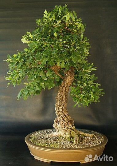 Дуб на посадку, разные виды