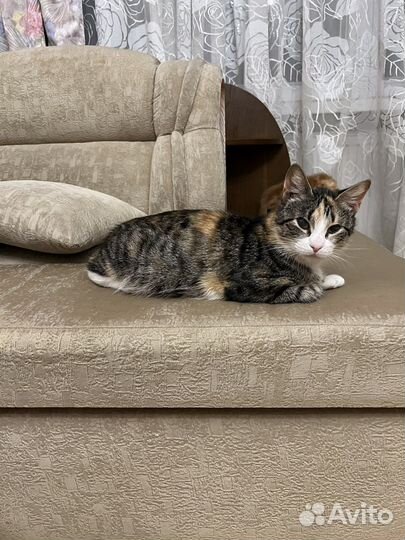 Кошка в добрые руки