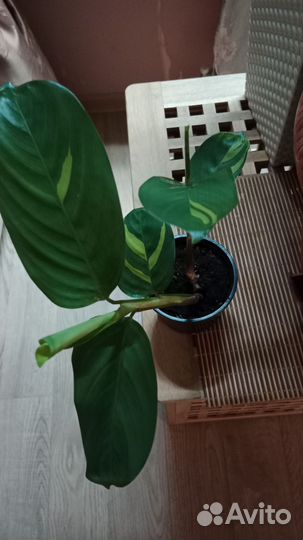 Калатея лубберса