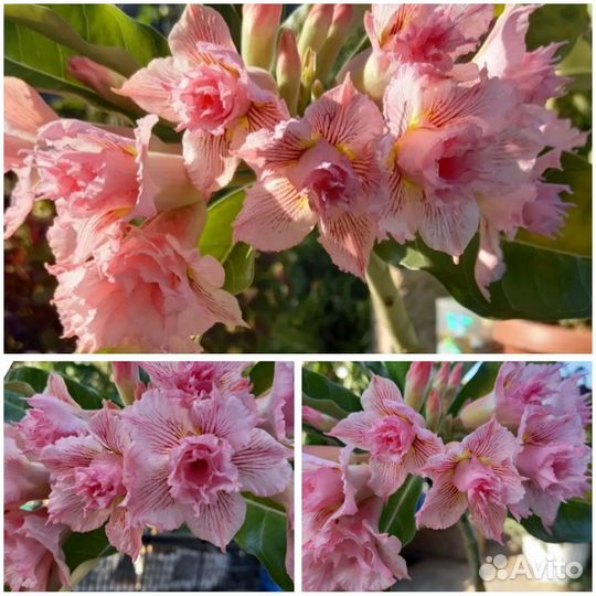 Черенки адениума