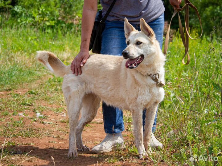 Собака в добрые руки