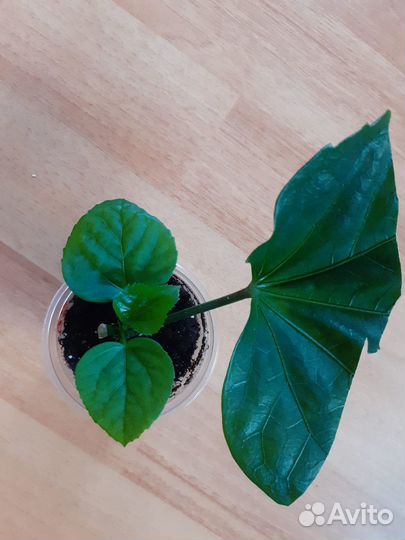 Гибискус NK Cashew Кешью