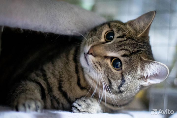 Котик Васелек