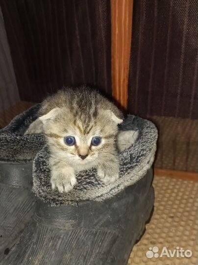 Вислоухие котята