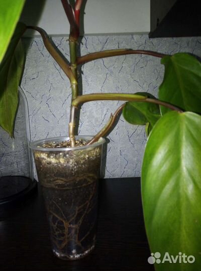 Филодедроны 5 сортов