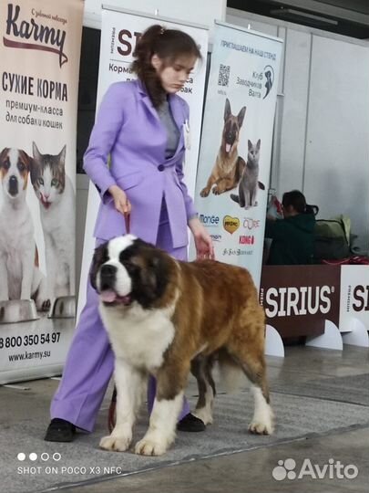 Сенбернар вязка