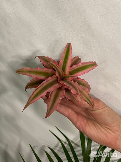 Криптантус