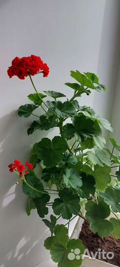 Пеларгония герань