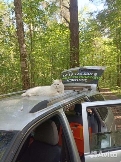 Ветеринарный врач