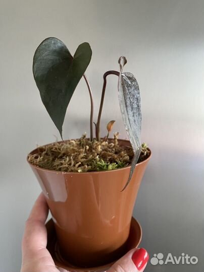 Антуриум Блэк лав (чёрный)