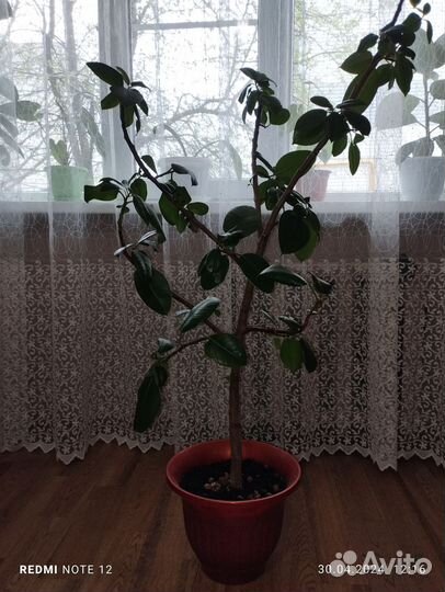 Комнатные растения цветы большие