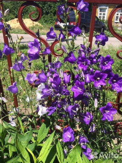 Колокольчики цветы