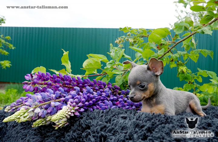 Мини-мальчик