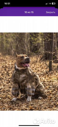 Дождевик для собаки