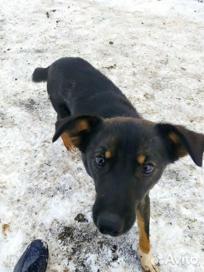 Ладушке нужен дом