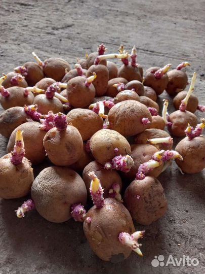 Семенной картофель