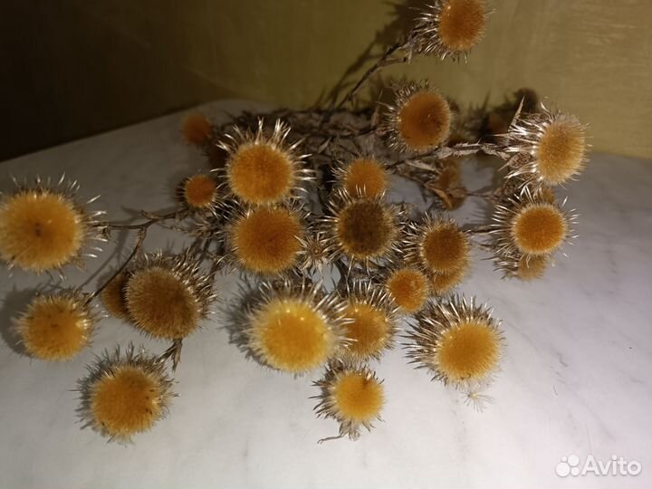 Чертополох, трава переполошная