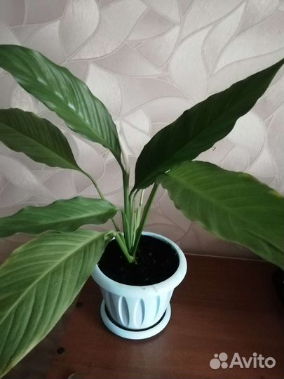 Спатифиллум