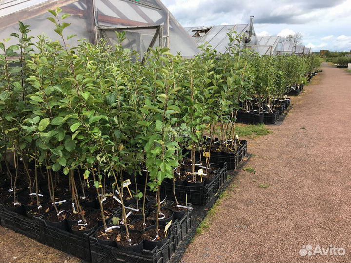 Саженцы яблонь с зкс