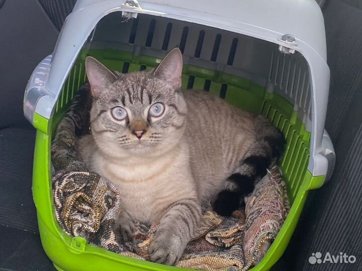 Кот на вязку