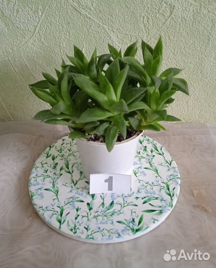 Суккуленты