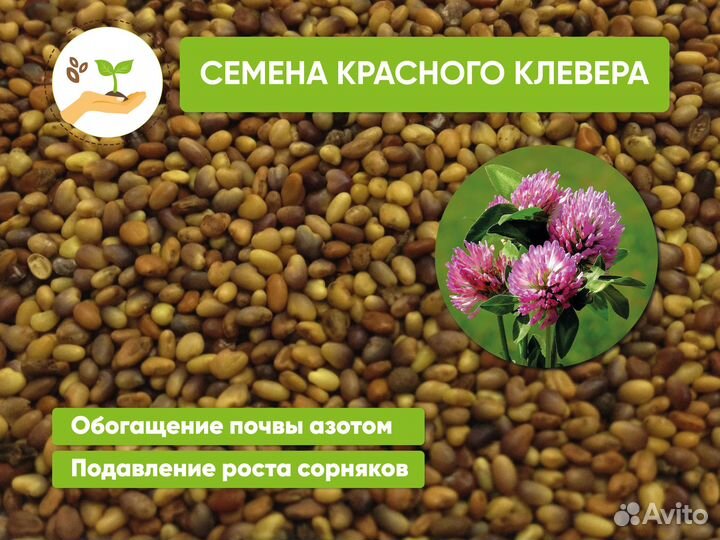 Семена клевера красного