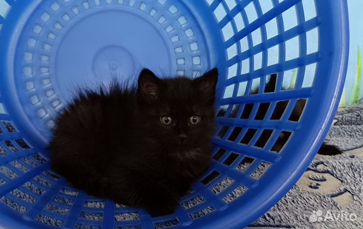 Сибирская кошка