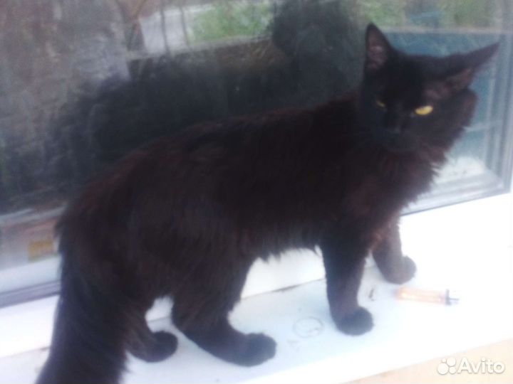 Кошки мейн-кун