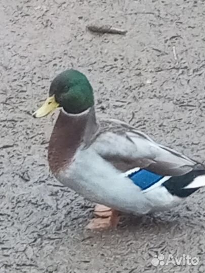 Утки, селезни