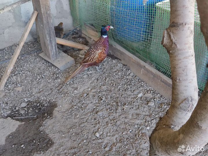 Самец охотничьего фазана