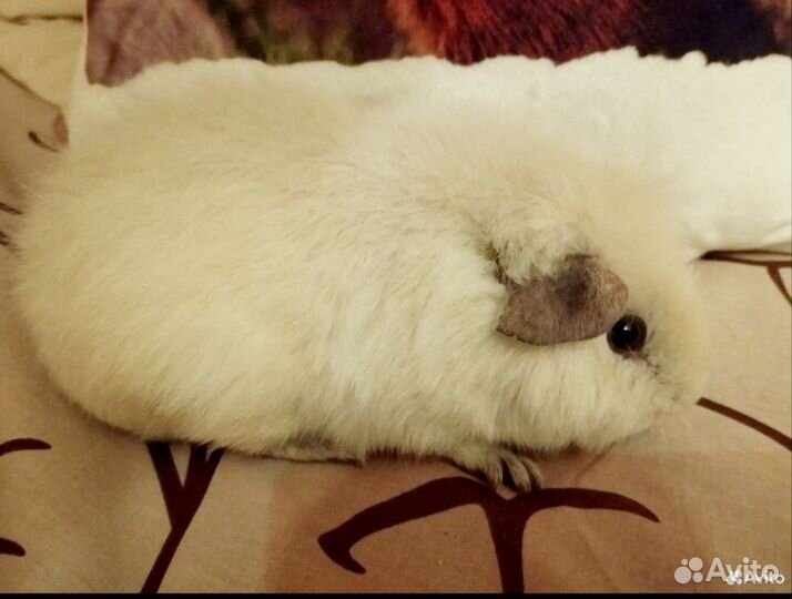 Амер Тедди агути, с вкраплением рыжего