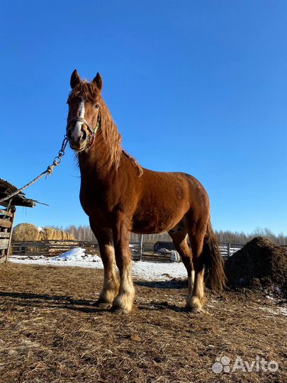 Продажа лошадей