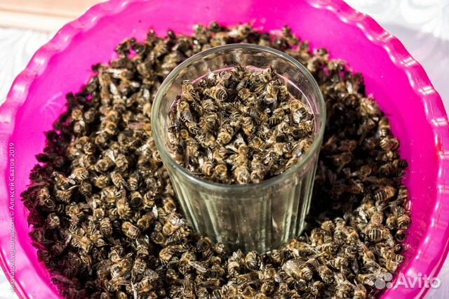 Пчелиный подмор