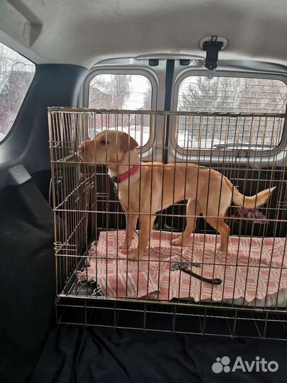 Перевозка животных по россии