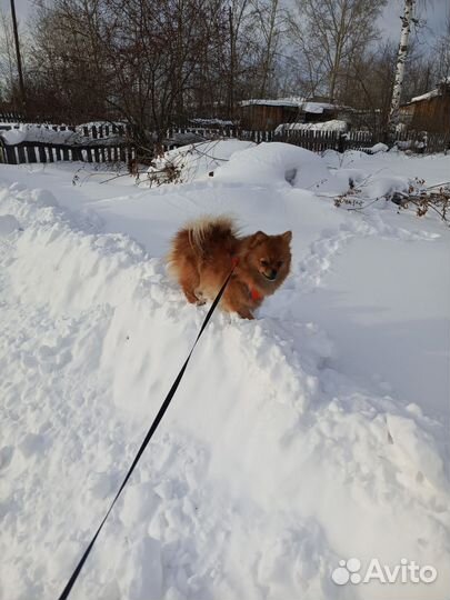 Щенки щпиц мини