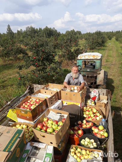 Яблоки оптом