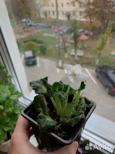 Фиалка цветущая