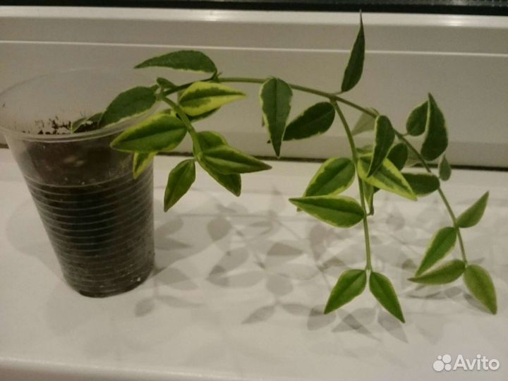 Хойя Белла вариегатная