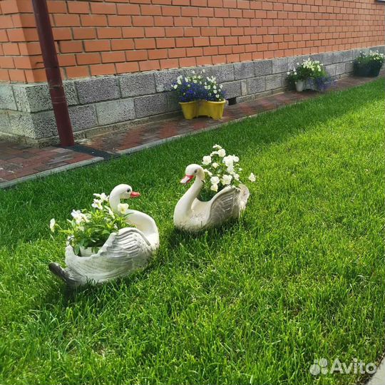 Рулонный газон, газон посевной