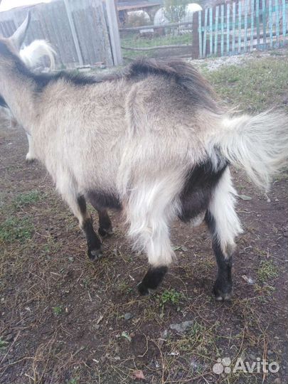 Чешский козел