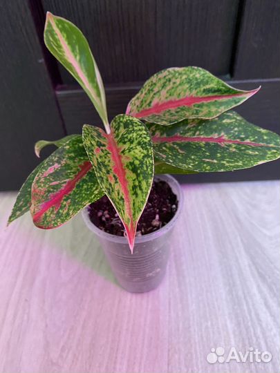 Аглаонемы разные