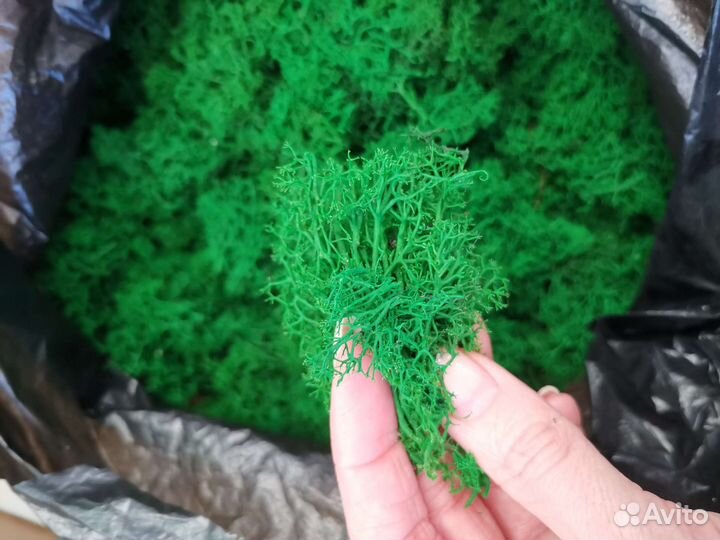 Стабилизированный мох обрезки