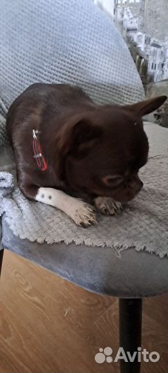 Вязка кобель чихуахуа