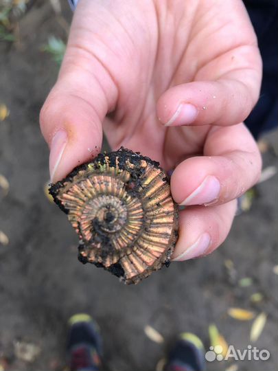 Экскурсия к месту залегания окаменелостей