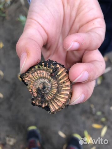 Экскурсия к месту залегания окаменелостей