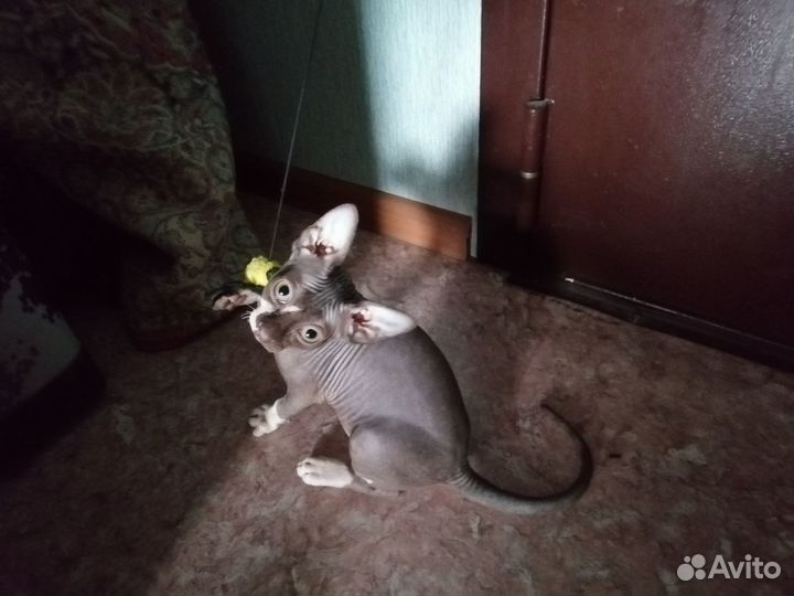 Канадский сфинкс