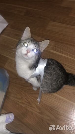 Кошка бесплатно