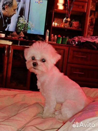 Мальтезе вязка